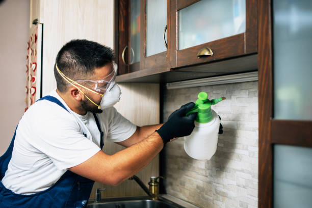 Best Termite Control Services  in Milliken, CO